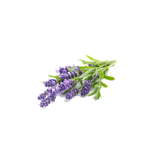 History and uses of Lavender Essential Oils