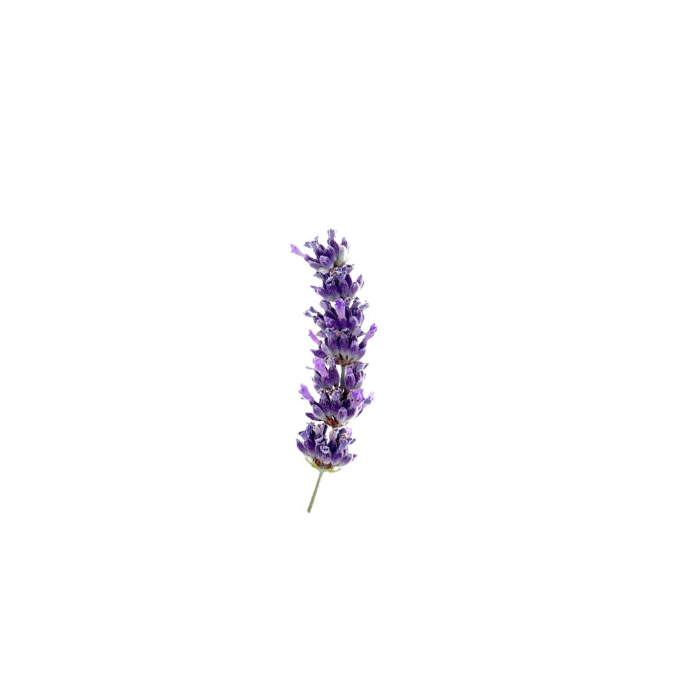 Lavender (Spike) Pure Essential Oil